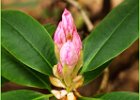 4  Rhododendron Bud.jpg